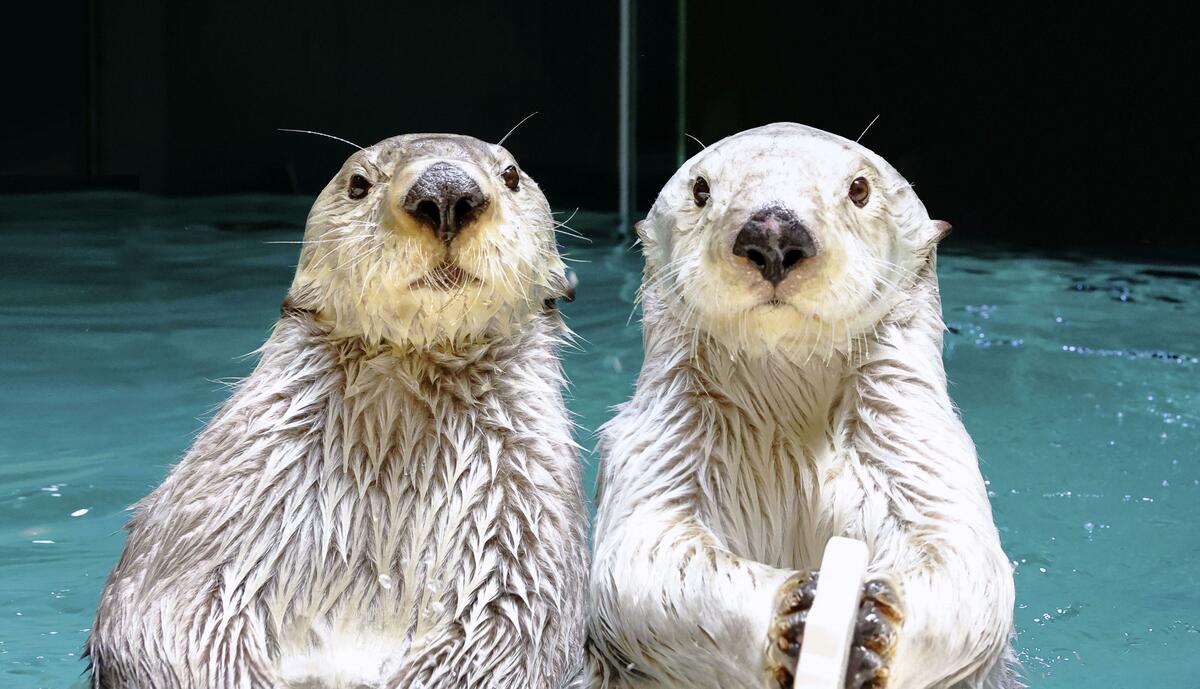 Sea otter portrait one