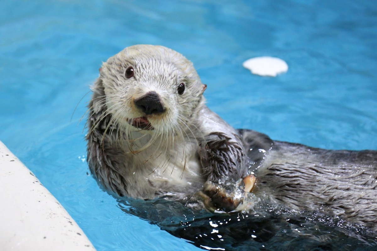 Sea otter portrait two