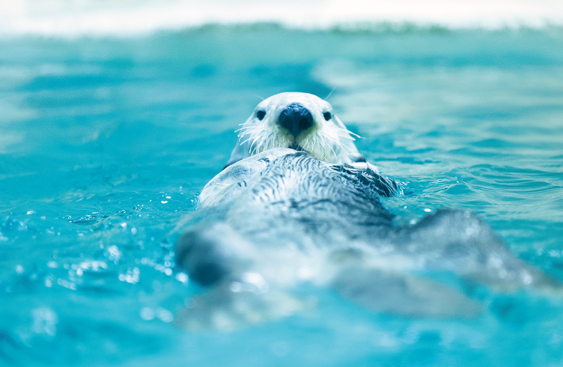 Sea otter close-up portrait