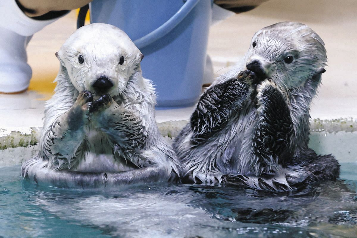 Sea otter portrait three