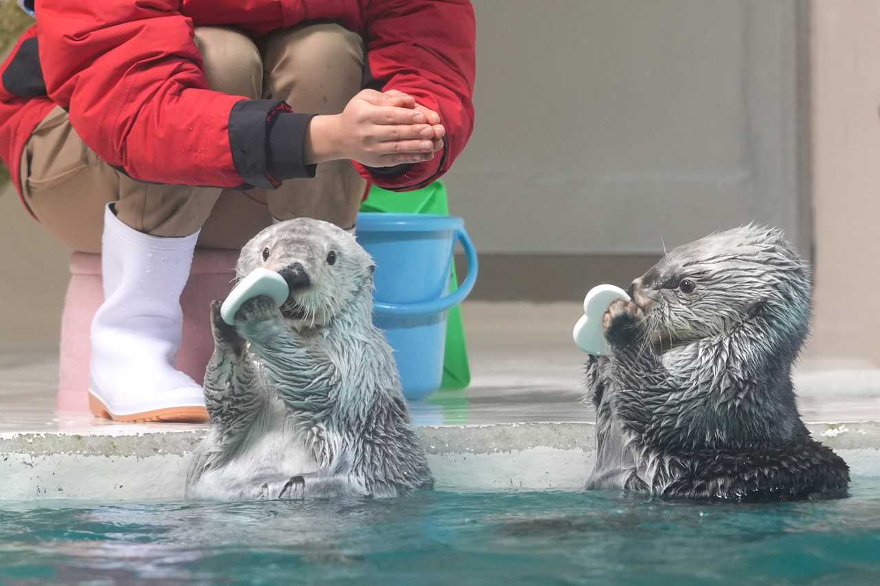 Sea otter portrait four