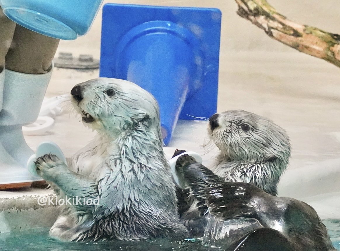 Sea otter portrait six